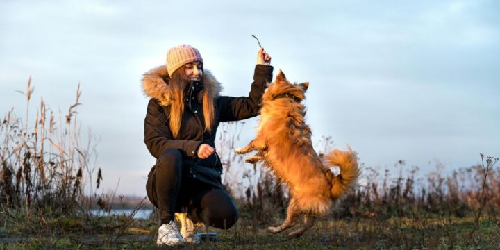 O que é um desparasitante interno para cães e como funciona?